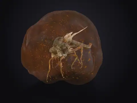 Mosquito in Amber 3D model