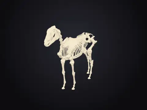 Horse Skeleton 3D model
