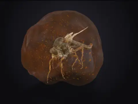 Mosquito in Amber 3D model